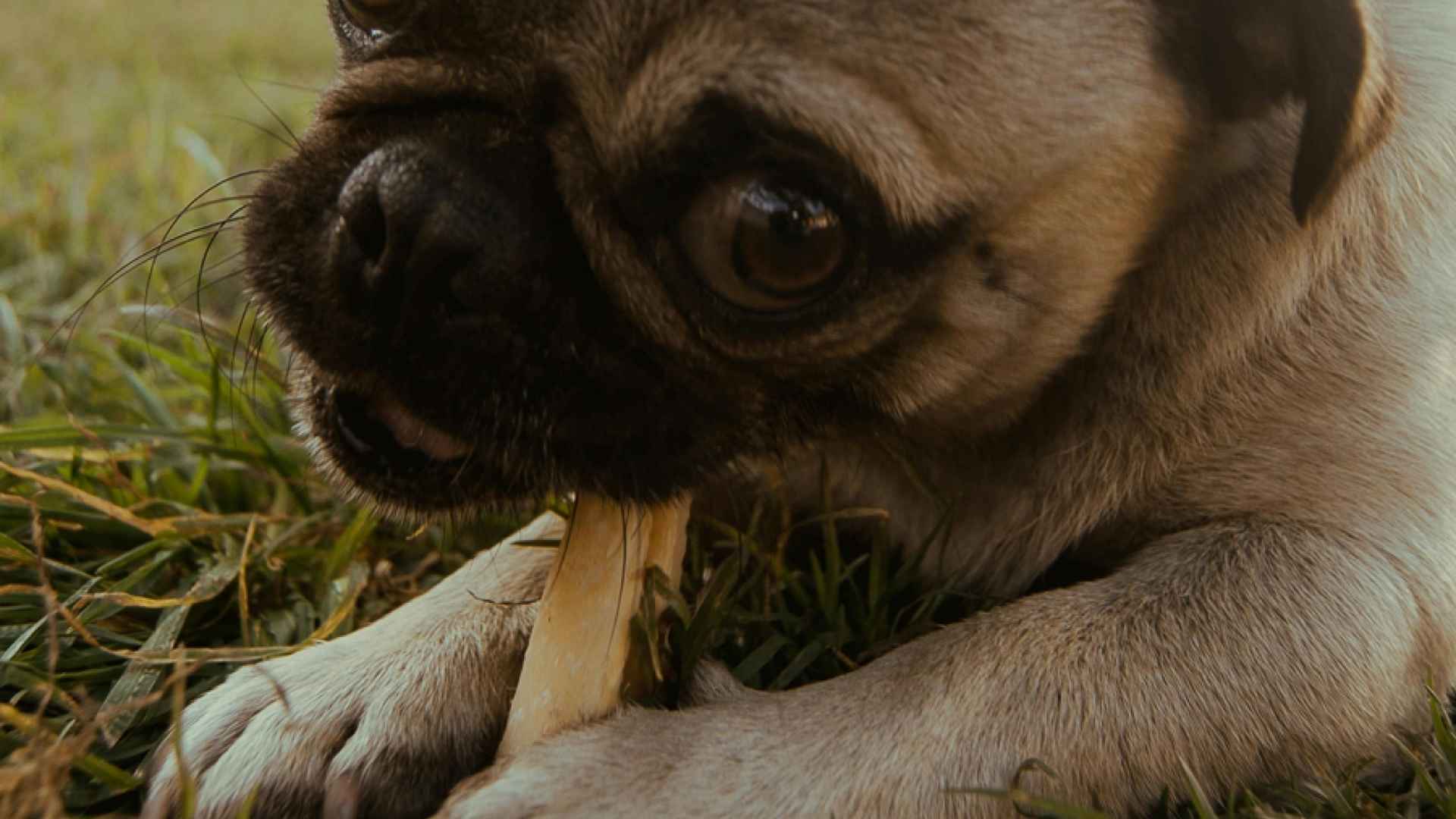 perro pequeño hueso